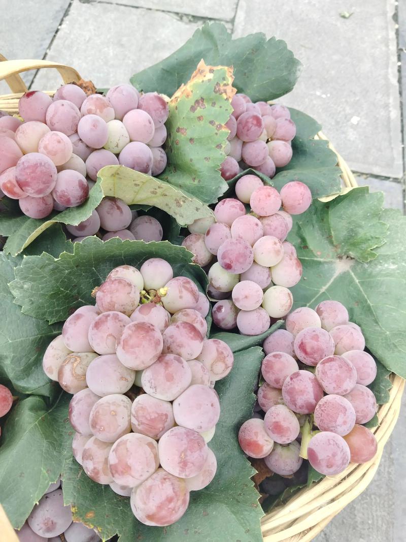 彭泽水果店：本地鲜果的新选择